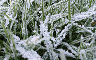 Frost-Proof Your Garden: Prepare Your Plants for Winter’s Chill! 🌱❄️