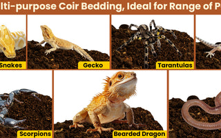 The Ultimate Reptile Bedding Solution for Happy and Healthy Pets