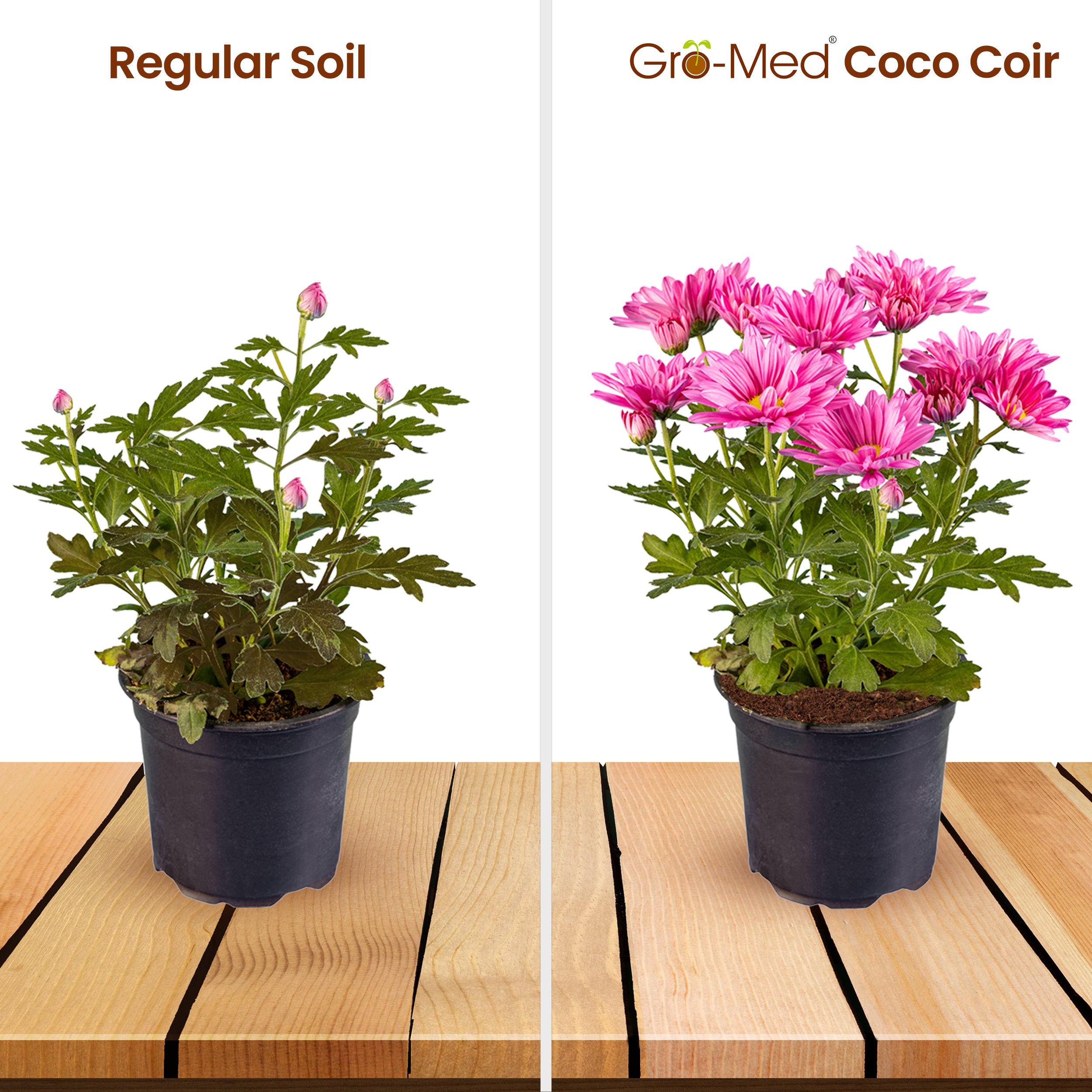 coco coir indoor plants Premium Coco Coir Bricks 10s for Optimal Plant Growth