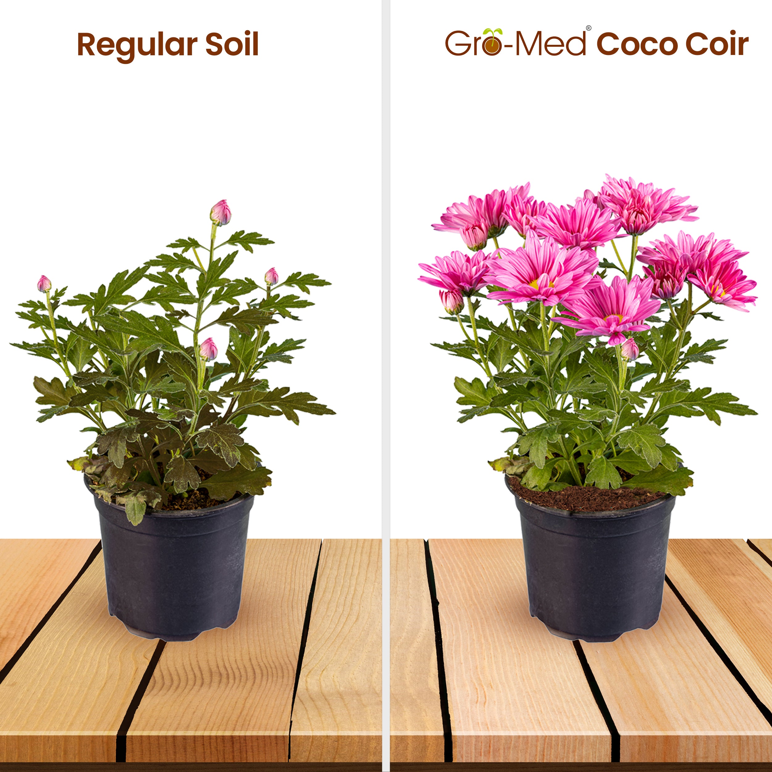 Coco Coir Brick Enriched with Plant Food Pack of 6 Expands to 60 Quarts